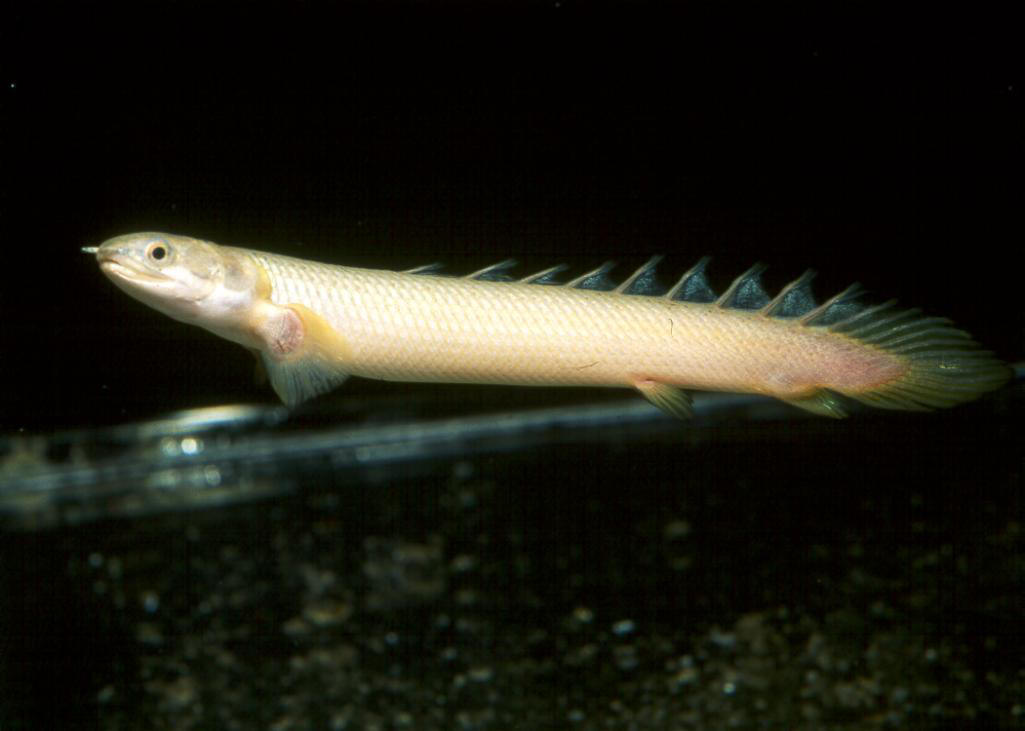 Polypterus senegalus